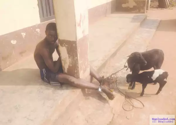 Photo: 15-Year-Old Caught Having S*x With Sheep; Owner Asks Him To 
